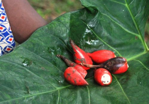 Picture of Guinea pepper, Ata-ire Aframomum melagueta