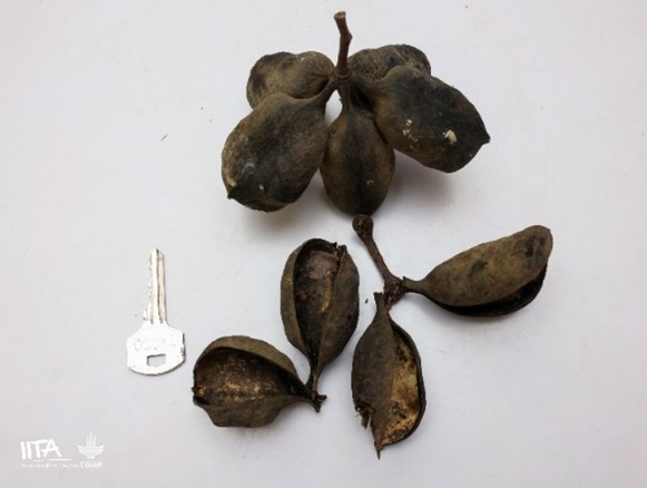 Sterculia rhinopetala
