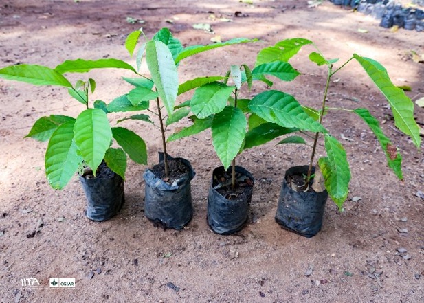 Sterculia rhinopetala2