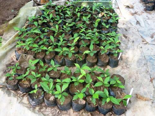 Seedlings of critically endangered Nigerian kola <em>Cola-nigerica</em>